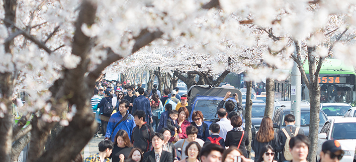 【樱花专线】双磎寺十里樱花路+全州韩屋村1日游