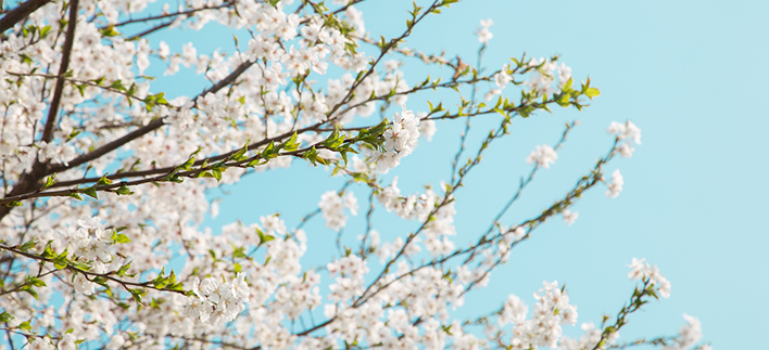 【樱花专线】双磎寺十里樱花路+全州韩屋村1日游