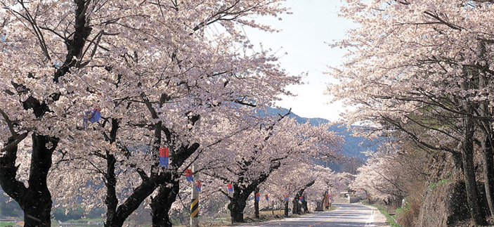 【樱花专线】双磎寺十里樱花路+全州韩屋村1日游