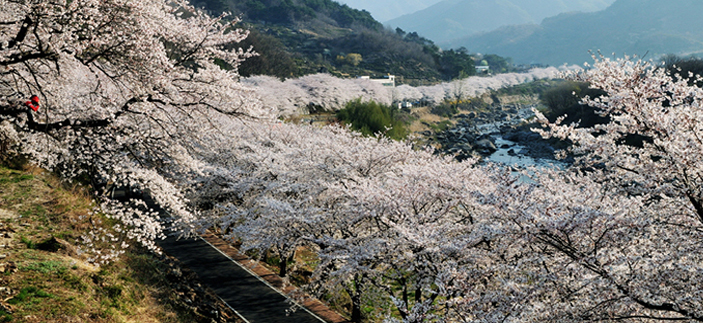 【樱花专线】双磎寺十里樱花路+全州韩屋村1日游