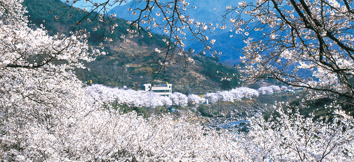 【樱花专线】双磎寺十里樱花路+全州韩屋村1日游