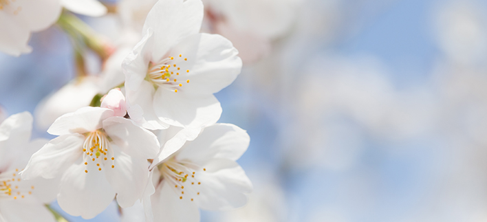 【樱花专线】双磎寺十里樱花路+全州韩屋村1日游